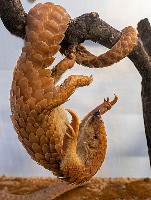 A Indian Pangolin in its habit doing its antics