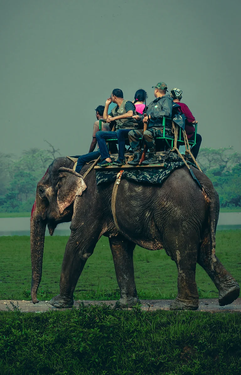 Tourists doing elephant safari on the back of elephant in Kaziranga National Park in Assam - Shutterstock