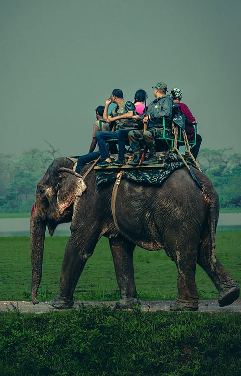Tourists doing elephant safari on the back of elephant in Kaziranga National Park in Assam