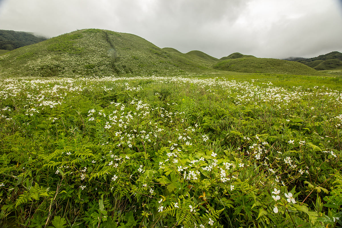 The Dzüko Valley adorned with white flowers