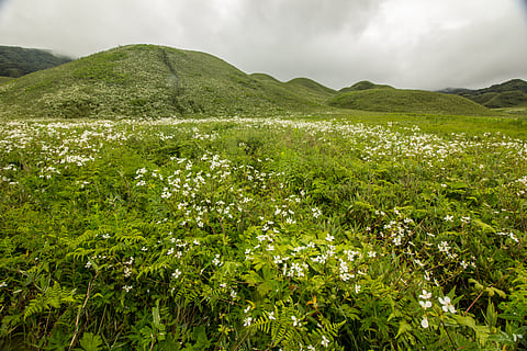 The Dzüko Valley adorned with white flowers