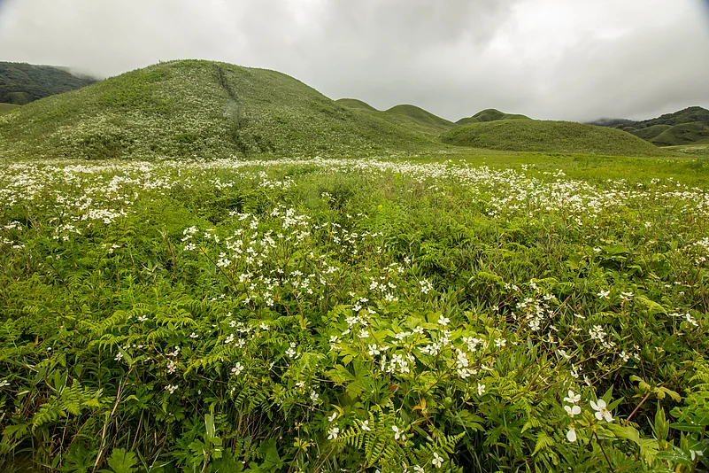 The Dzüko Valley adorned with white flowers