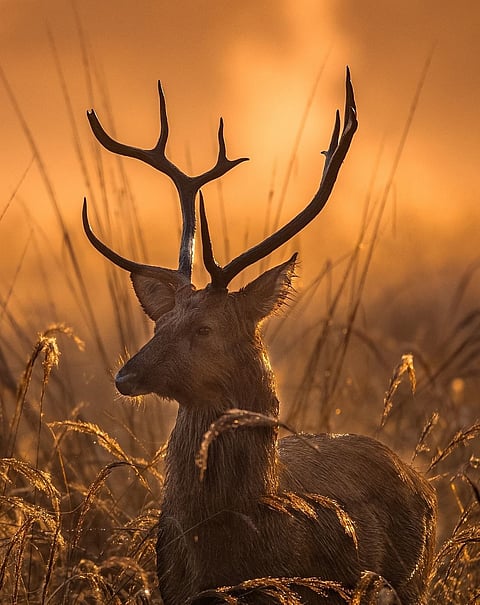 A view of an elegant Swamp Deer