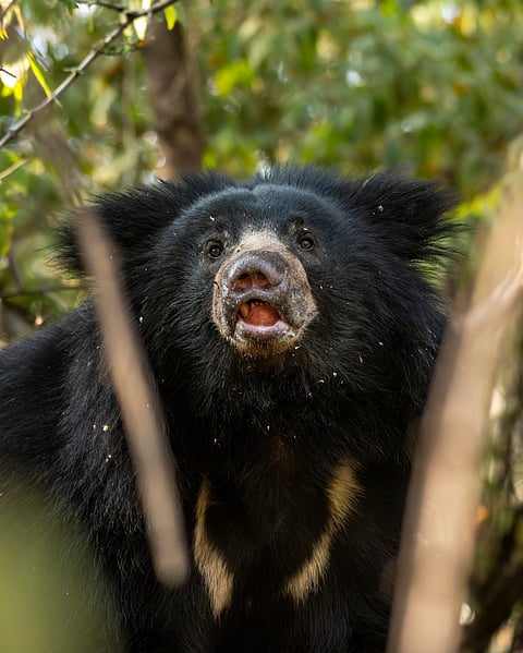 A Sloth Bear in its habitat looks into the camera