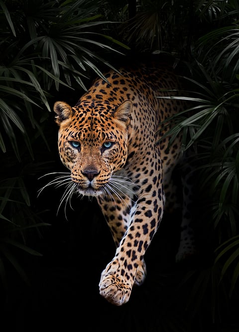 A leopard comes out of the dark of a jungle
