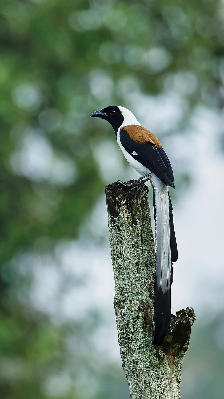 White bellied Treepie sitting on the tree trunk in Thattekad Bird Sanctuary - Shutterstock