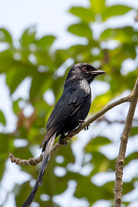 A black drongo. They can be found in the Parvati Arga Sanctuary