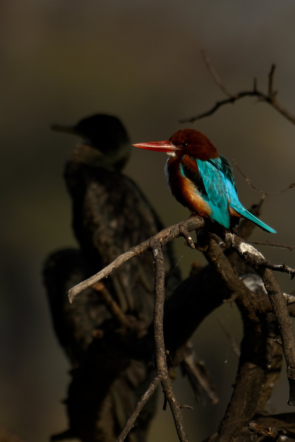 Shutterstock : A Kingfisher at Bharatpur Bird Sanctuary near Delhi