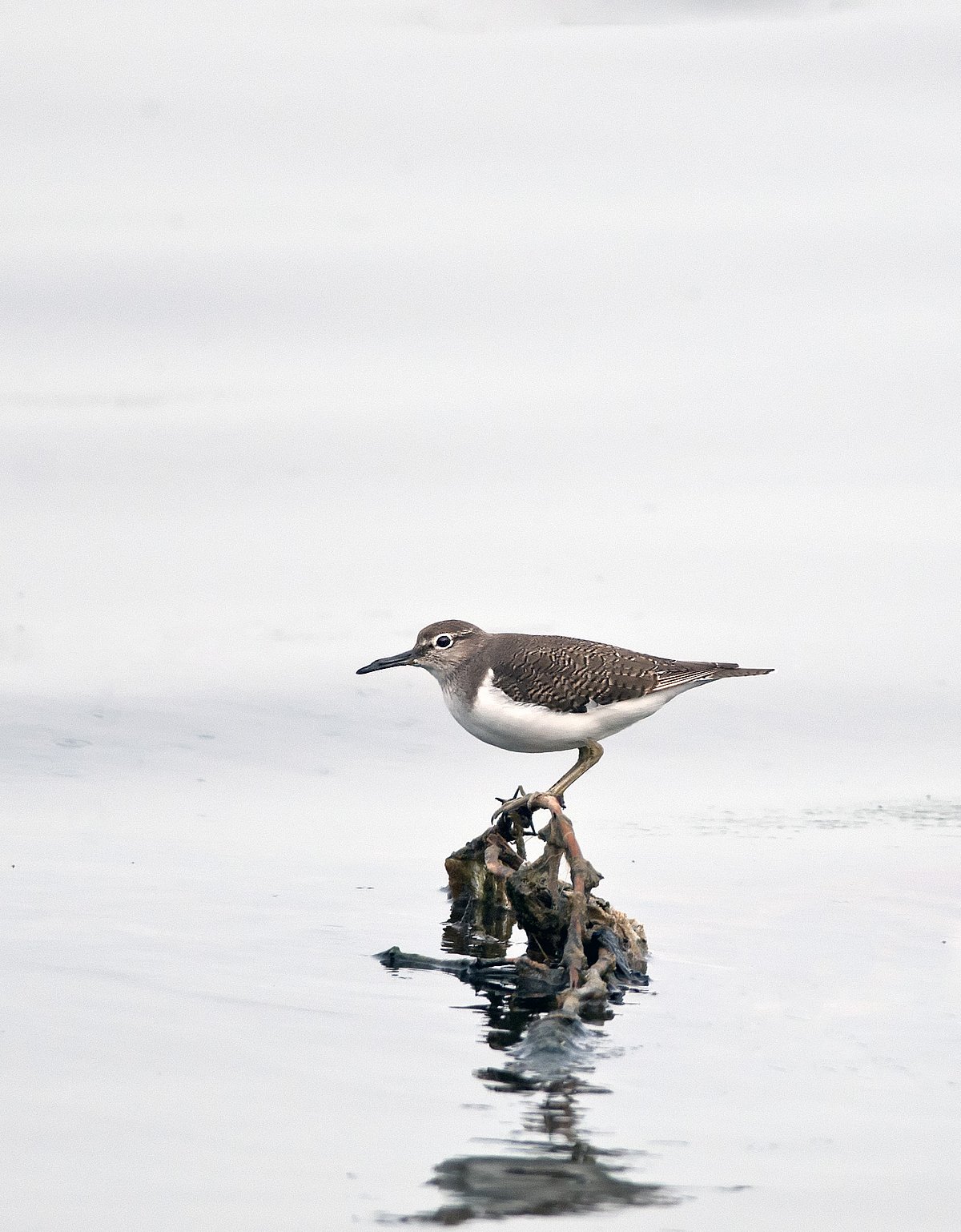 Shutterstock : Common Sandpiper (Tringa glareola) at a bird sanctuary in South India