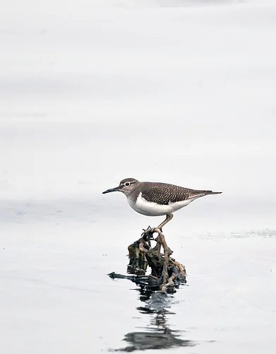 Shutterstock : Common Sandpiper (Tringa glareola) at a bird sanctuary in South India