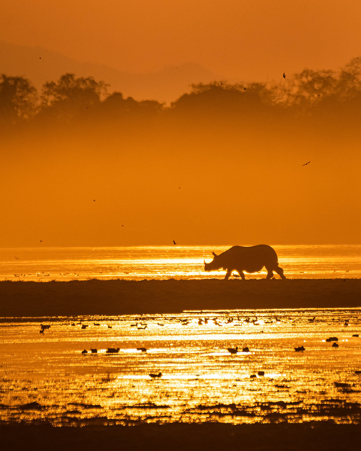 Shutterstock : A rhino at the Kaziranga National Park, Assam