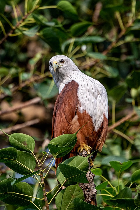 A brahminy kite
