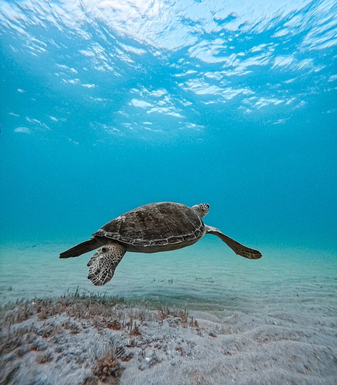 A Sea Turtle swims in its habitat