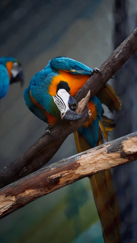A macaw at the Bannerughatta Biological Park, a subsection of the wider national park