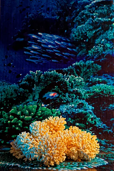 Shutterstock : Marine life near Maharashtra, India