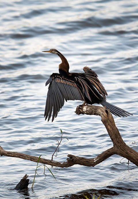 Oriental Darter perched on a dry wood at Tadoba Andhari Tiger Reserve