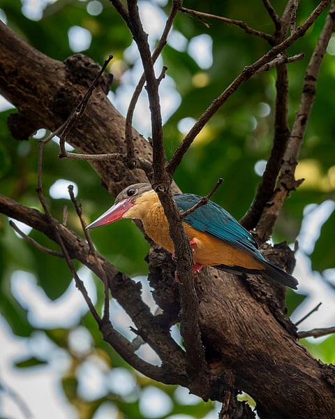 Stork-billed kingfisher at Panna National Park