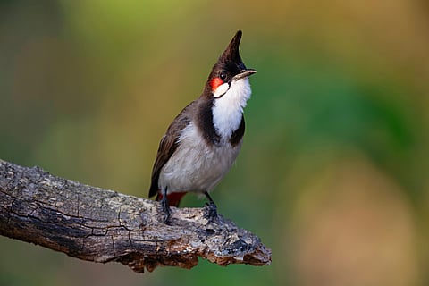 A red-whiskered bulbul at Koyna Wildlife Sanctuary
