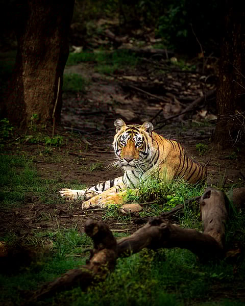A male tiger sits at Sariska Tiger Reserve