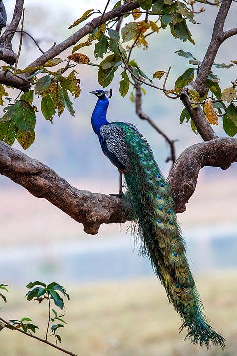 A peacock sits perched on a branch in Kanha National Park