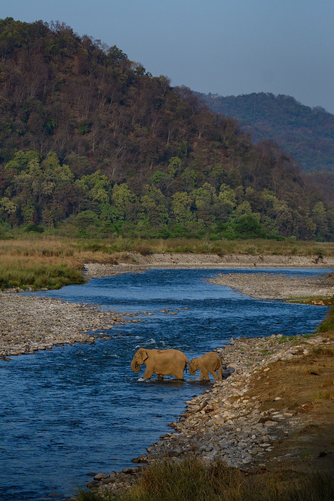 Elephants at Jim Corbett National Park