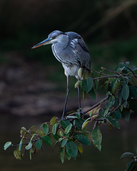 Grey heron at Ranthambore National Park