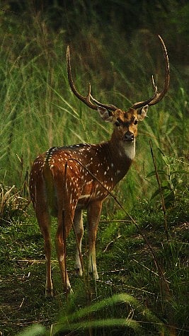 A swamp deer at Katarniaghat Wildlife Sanctuary