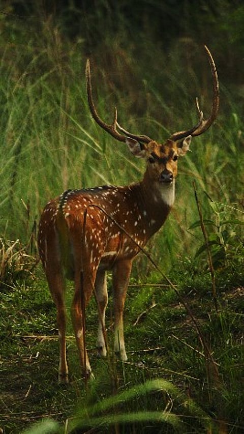 A swamp deer at Katarniaghat Wildlife Sanctuary