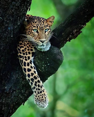 Shutterstock : A leopard lurks from a tree at a wildlife park in India