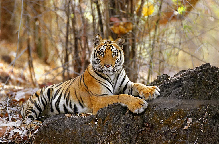 Tamil Nadu is home to many tiger reserves - Shutterstock