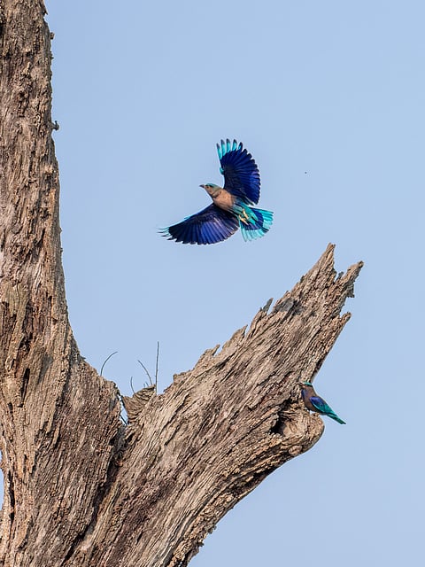 Indo Chinese roller birds at Kaziranga National Park