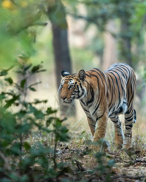 A wild Indian female tiger at Bandhavgarh National Park