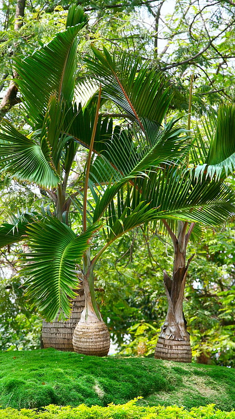 Palm trees inside Lumbini Park