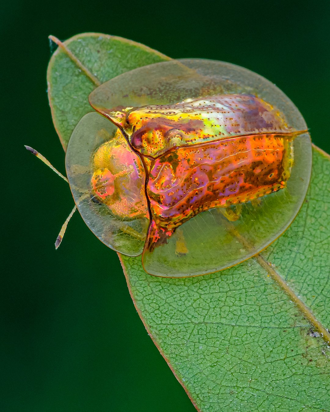 A Golden Tortoise Beetle on a leaf