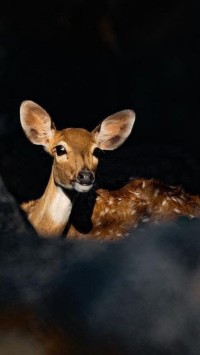 A spotted deer
