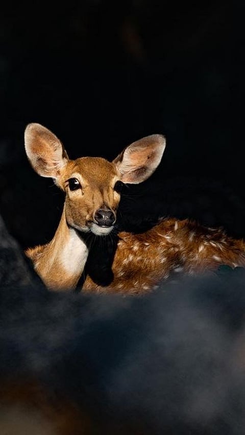 A spotted deer
