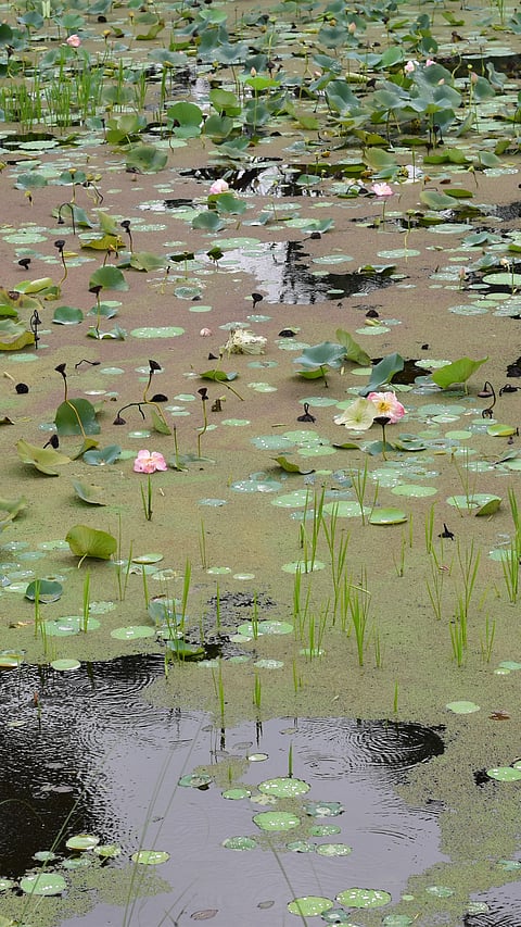 At the Lotus Pond