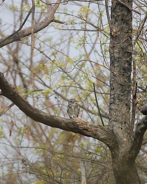 Owl inside the KBR National Park