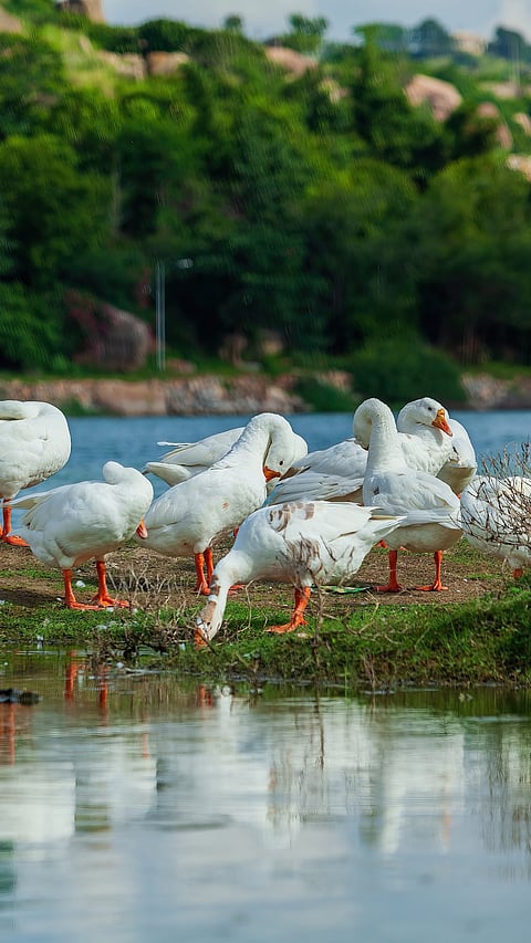 Ducks at Durgam Cheruvu