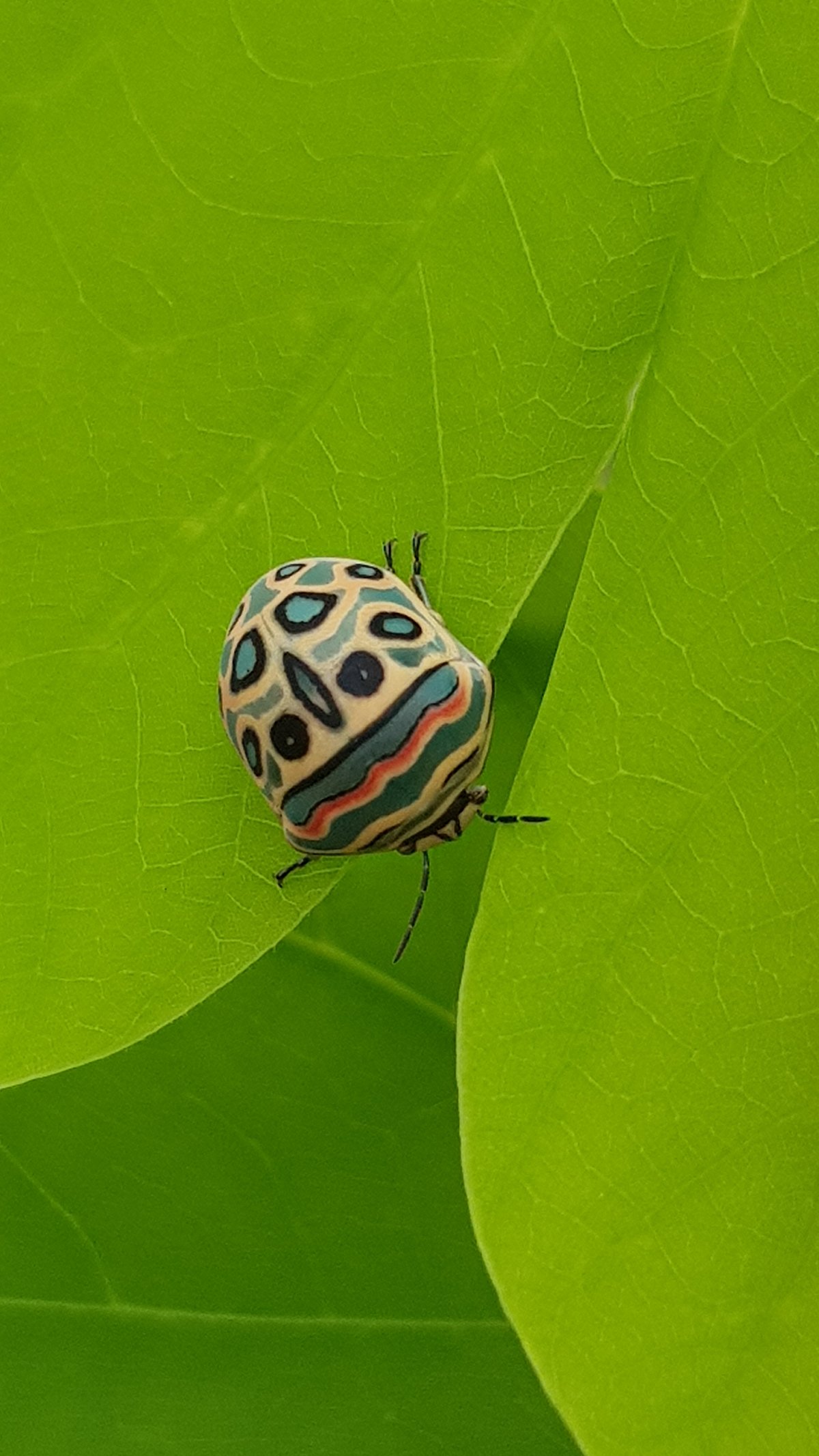 Shutterstock : A Picasso Bug on a leaf