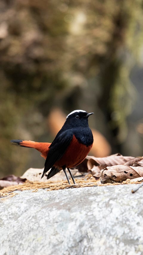 White capped redstart, Mandal, Uttarakhand