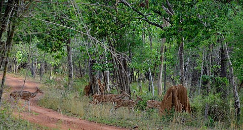 A herd of spotted deer in Nagarjunsagar-Srisailam Tiger Reserve,Telengana