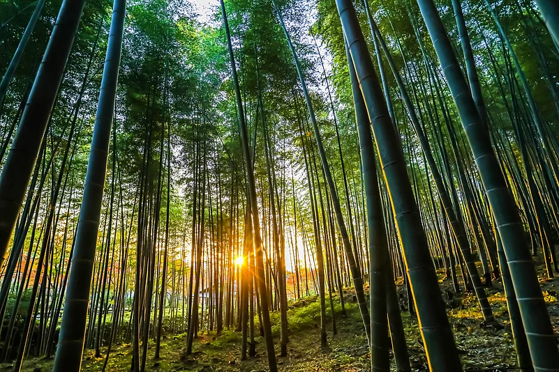 Sunrise at the Sagano Bamboo Forest of Arashiyama