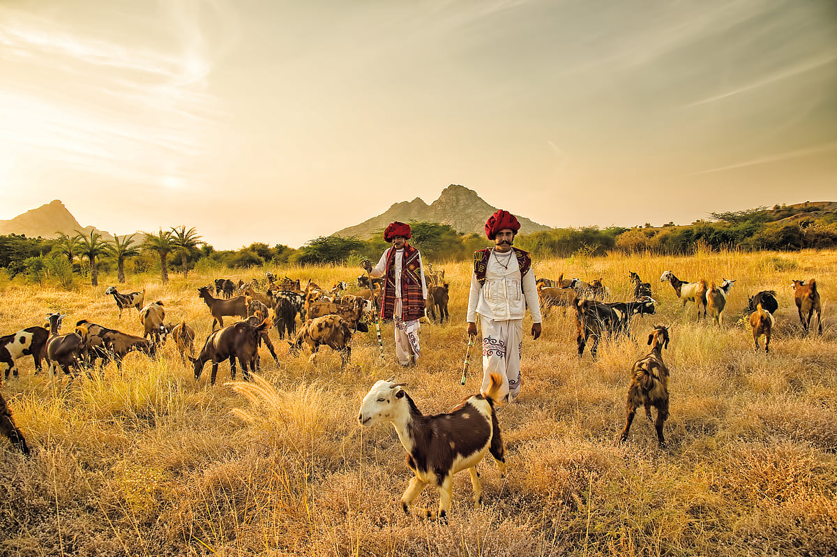 Go on a guided walk with the natives of the land, the Rabari community