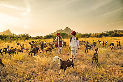Go on a guided walk with the natives of the land, the Rabari community