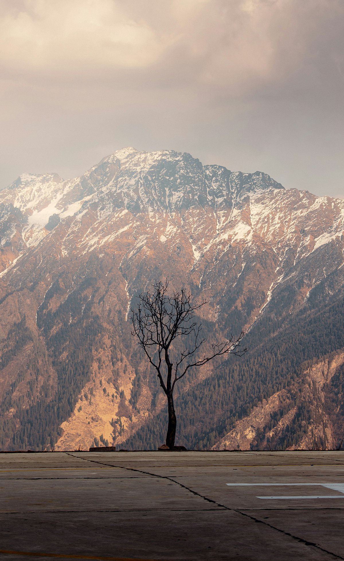 A solitary tree with views of the Himalayas in the background  - Shutterstock