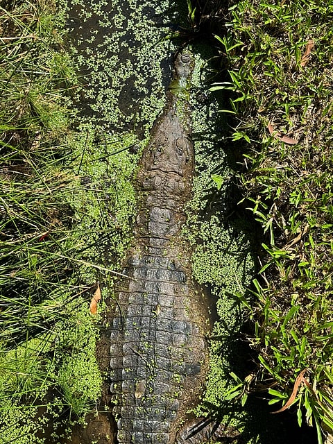 A shot of a Marsh Crocodile