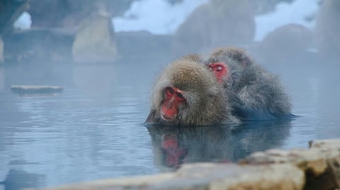 Japanese macaques soaking in the hot springs at the Jigokudani Snow Monkey Park in Nagano prefecture