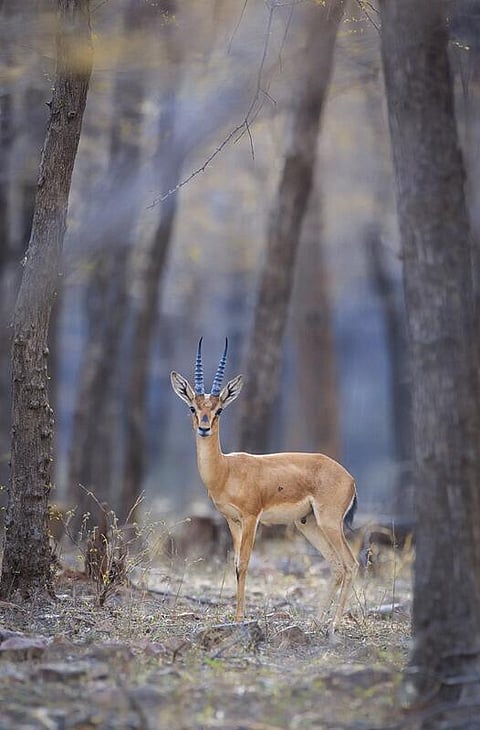 A Chinkara spotted at Ranthambore