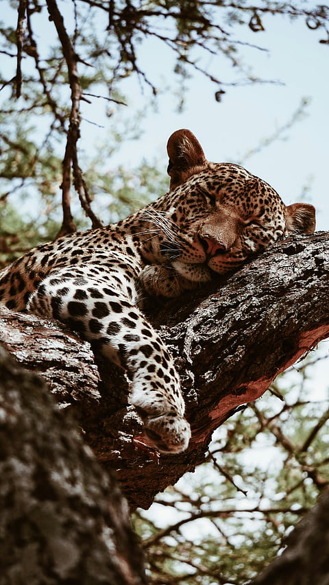 A leopard sleeping on a tree